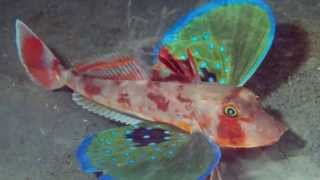 Los 10 peces mas extraños del mundo  10 weirdest fish in the world [upl. by Halpern]