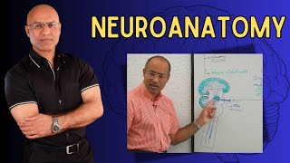 Neuroanatomy  Neurology  Neuroscience  Dr Najeeb [upl. by Reahard]