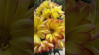 Chrysanthemum ×grandiflorum shortvideo SodaCHHIM [upl. by Aicnetroh238]