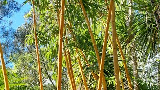 Phyllostachys vivax aureocaulis au jardin [upl. by Nnaacissej]