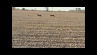 Hijos de Guaruya Saluki grandes promesas de Stud El Saluki [upl. by Koenig]