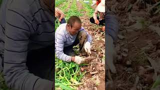 Alat sederhana memisahkan bawang dan daun bawang tanpa ribet shots [upl. by Atilem593]