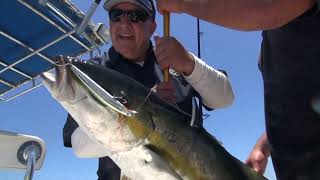 Angler Chronicles Yellowtail at Cedros Island [upl. by Zelda]