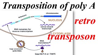 Transposition of a poly A retrotransposon [upl. by Cantu568]