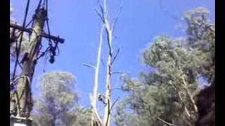 Tree Climbing 2 tree tops by Ace Tree Management [upl. by Lundberg]