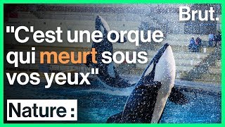 Marineland  un ancien soigneur dénonce lenfer des orques [upl. by Eillor]