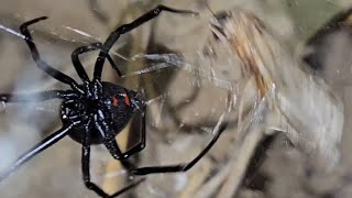 Northern black widow died so i added new oneplus more videos [upl. by Loomis883]