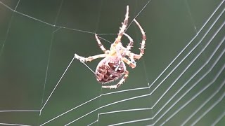 Spider Spinning Its Web  CloseUp [upl. by Marla]