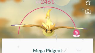 Mega Shiny Pidgeot evolution from shiny Pidgey in Pokémon go shorts [upl. by Chamberlin328]