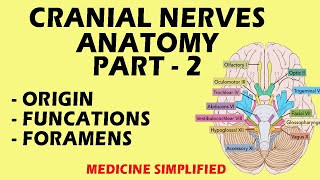 Cranial Nerves Anatomy  Cranial Nerves and their Functions  Part 2 anatomy medicine [upl. by Ytak]