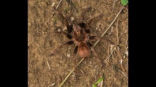 Acanthoscurria antillensis in the wild  Martinique   4k [upl. by Komsa]