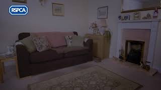 Rspca home for life advert 2020 [upl. by Adah643]