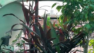 Draecena cordyline plant careBeautiful indoor plantGardening Tips By Aryan [upl. by Adila54]