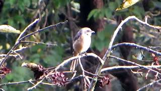 Greybacked Shrike，（Lanius tephronotus），灰背伯劳。 [upl. by Faythe]