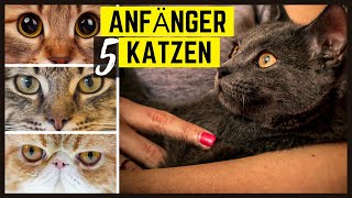 Top 5 Katzenrassen für Anfänger  Diese Katzen eignen sich für erstmalige Besitzer [upl. by Aihsital]