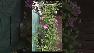 Beautiful Clematis Flowering Time Lapse 4K [upl. by Janis]