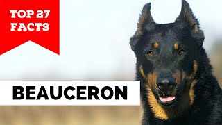 99 of Beauceron Dog Owners Dont Know This [upl. by Mir]