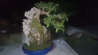 Ficus on rock  Red Balete  Ficus concinna  Bonsai basics [upl. by Aninep]