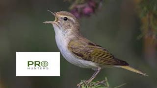 Western Bonellis Warbler Bird Sound Bird Calling [upl. by Ennairej533]