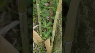 Phyllostachys heteroclada flaviculmis 黄秆水竹 yellow culm water bamboo [upl. by Herzog]