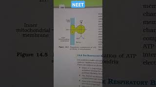 RESPIRATION IN PLANTS Diagramatic presentation of ATP synthesis in mitochondria neet [upl. by Nylde908]