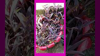 tradescantiapurpuracarretilla [upl. by Zoha]