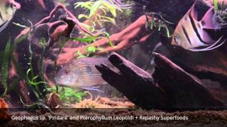 Geophagus sp Pindaré and Pterophyllum Leopoldi  Repashy Superfoods [upl. by Hansel]