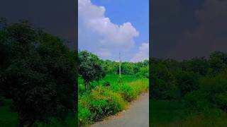 Kishi najar ko tere intajar aaj bhi bollywood movie shammy baiju humshakals yt song nature [upl. by Assirol149]