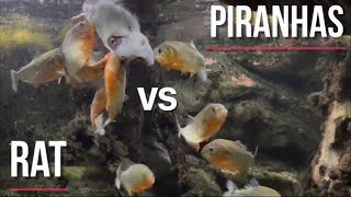 PIRANHAS vs RAT First encounter Warning Graphic content [upl. by Leonidas]