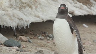 Gentoo Penguins [upl. by Acinomahs]