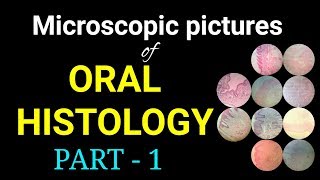 Microscopic pictures of oral histology Dr Poojireddy histological pictures of oral histology [upl. by Neit]