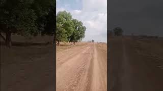 Relaxing Countryside Road Near Water Canel At Countryside Hot Season shorts 45 [upl. by Tenn]