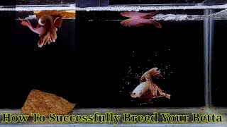 Betta Fish Breeding Step By Step  How To Breed Betta Fish [upl. by Orpah]