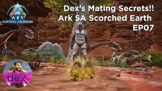 Dexs Mating Secrets Ark Survival Ascended Scorched Earth Episode 07 [upl. by Nihsfa556]