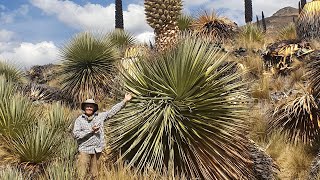 Blooming Puya raimondii in the High Andes of Peru [upl. by Onit]