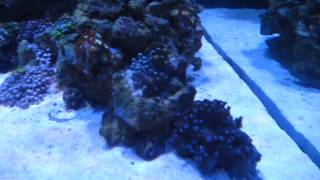 Things are looking bad  Zoanthids closed up misc corals mad at me [upl. by Moffitt]