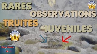 Pêche  Rares Observations de Truites Juvéniles Nées de la Fraie 2017 [upl. by Aniala]