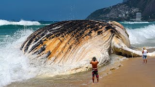 Le 7 Più Grandi Creature Degli Oceani [upl. by Anahsed358]