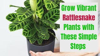 How to Grow and Care for Vibrant Rattlesnake Plants Calathea Lancifolia In Your House [upl. by Aritak]