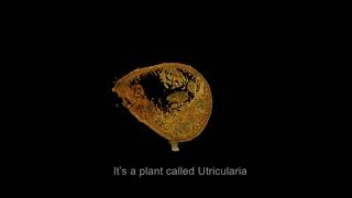 The secret of how Utricularia Gibba makes its animal sucking traps [upl. by Mathis873]