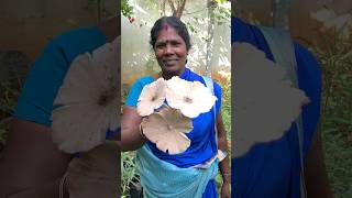 இன்ப அதிர்ச்சி🍀Thanks to Mother Nature🙏💚Home garden mushroomnatutehealthylifestyleshorts [upl. by Ayerf]