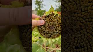 Sunflower Harvest From Seed to Bloom and Back Again [upl. by Assirak976]