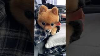 캠핑가는 여우곰순이🐶🎈 포메라니안 캠핑 puppy pomeranian camping [upl. by Ahsinot]