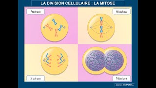 Tout savoir et comprendre sur la mitose [upl. by Nawk616]