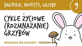 Cykle życiowe rozmnażanie grzybów  Bakterie grzyby protisty 9  matura z biologii liceum [upl. by Kcirdec]