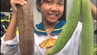 Harvesting loofah at home and at school [upl. by Verdha]