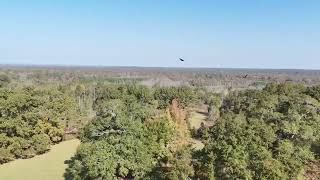 Flying with buzzards DJI mini 4 pro [upl. by Idola218]