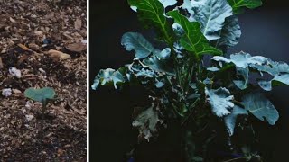 Cruciferous Plants Grow To Wither  Time lapse [upl. by Rosaleen]