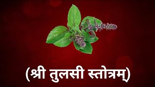 तुलसी स्तोत्रम  Shri Tulsi Stotram  Goddess Sri Lakshmi Devi Songs [upl. by Releyks]