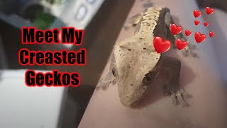 Meet My Crested Geckos  Arachnotopia [upl. by Annayrb]